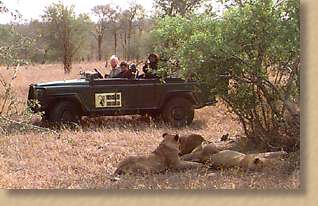 Landy with lions